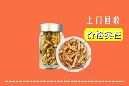 上党区回收散虫草